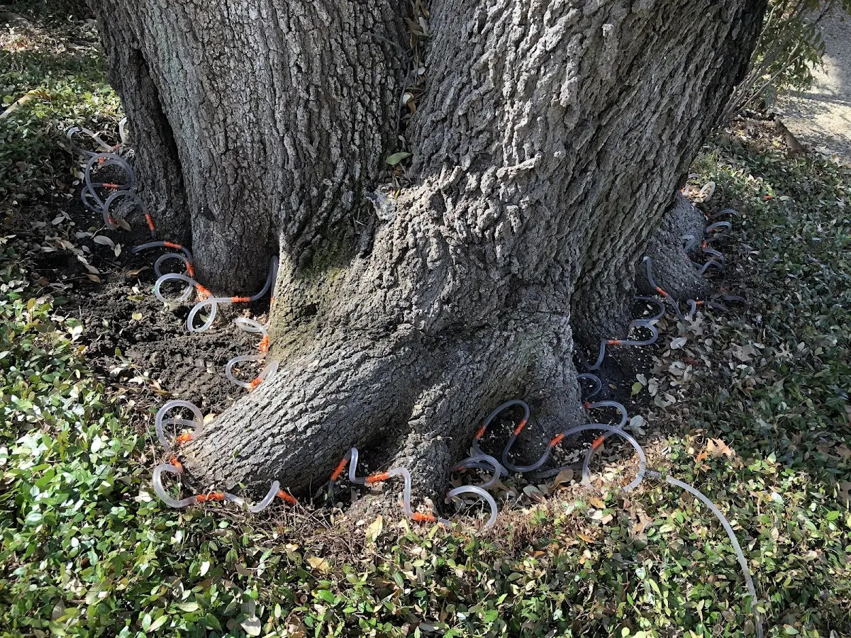 Detailed Tree Cabling and Bracing job site in Lookout
